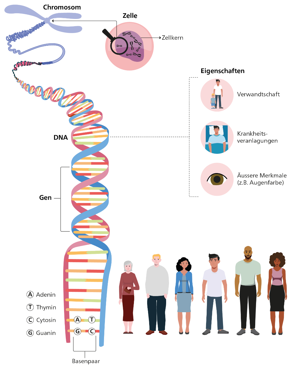 Inhalt der Infografik: Aufbau der DNA und Darstellung des Zusammenhangs zwischen Genen und Eigenschaften. Sämtliche Informationen sind im Lauftext enthalten.