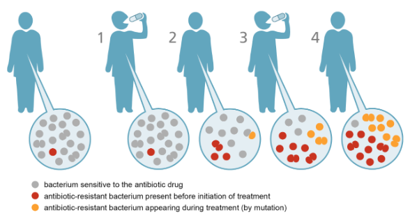 Evolution of antibiotic resistancy