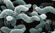 Campylobacteriose