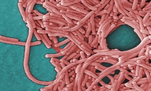 Aug 24, 2016 · les légionelles sont des bactéries pouvant être à l'origine d'une infection respiratoire appelée légionellose. Légionellose Eau : Légionellose (maladie du légionnaire)