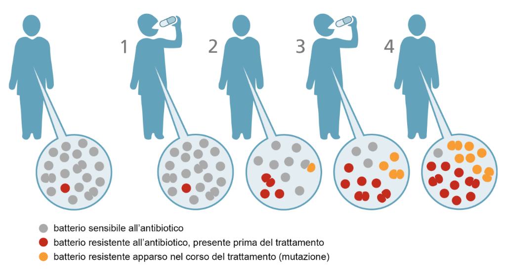 Prima di un trattamento antibiotico i batteri resistenti (in rosso) sono in minoranza. 1) Dopo il primo trattamento la popolazione di batteri non resistenti diminuisce, lasciando campo libero ai batteri resistenti che possono proliferare. 2) Lo stesso trattamento antibiotico può selezionare delle mutazioni (variazioni aleatorie del DNA batterico) facendo nascere batteri dotati di un nuovo tipo di resistenza (in arancione). 3) e 4) Il proseguimento del trattamento favorisce la crescita dei batteri resistenti.