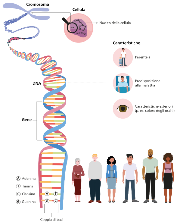 Contenuto del grafico informativo: struttura del DNA e rappresentazione delle interrelazioni esistenti tra geni e caratteristiche. Tutte le informazioni sono contenute nel testo.