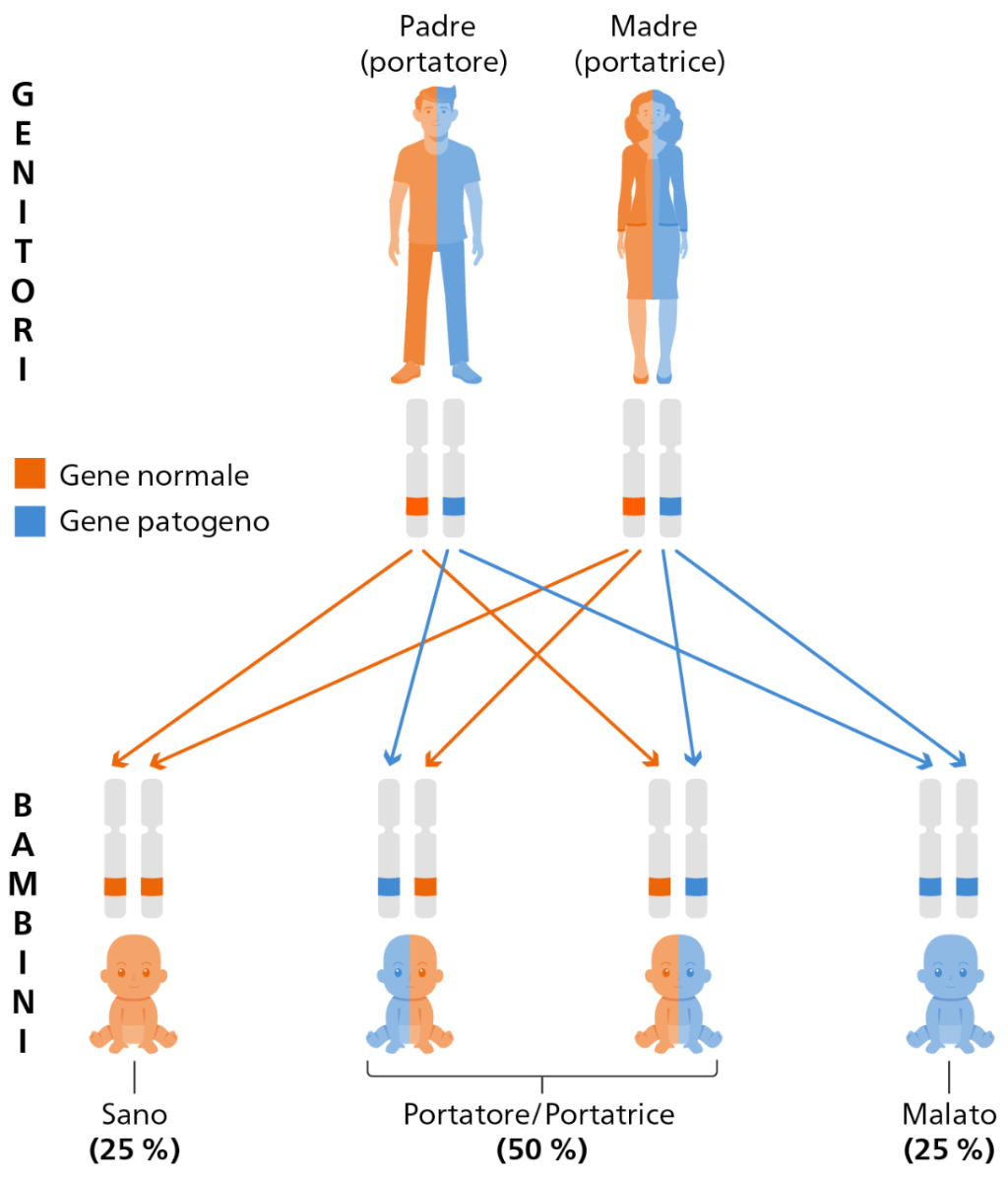 Messaggio principale del grafico informativo: i «portatori» hanno soltanto una copia di un gene patogeno e sono sani. Se due portatori hanno un figlio c’è una probabilità del 25 per cento che quest’ultimo erediti due copie del gene patogeno e sviluppi la malattia. Nel 50 per cento dei casi il figlio eredita soltanto una copia del gene patogeno e diventa portatore. Nel restante 25 per cento dei casi il figlio eredita due copie normali del gene ed è sano.